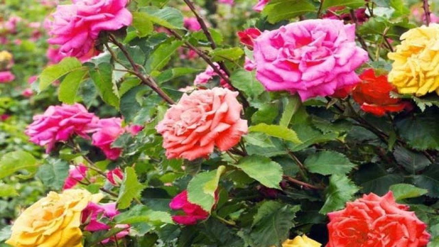 Gül Çeşitleri - Mezar Galeri