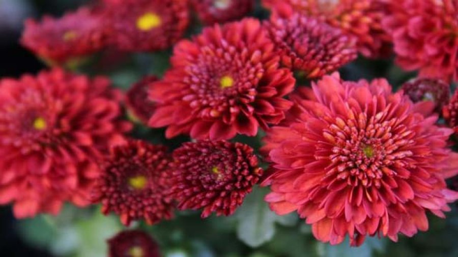 Krizantem - Mezar Galeri