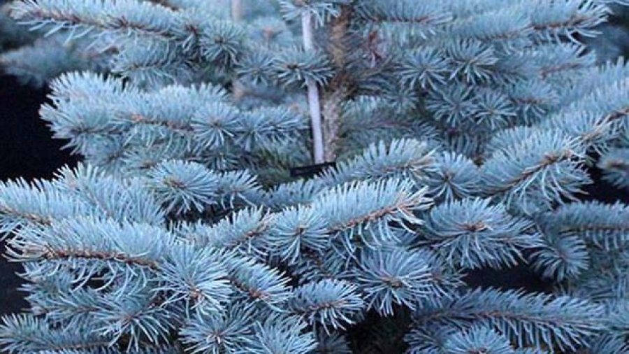 Ladin - Mezar Galeri