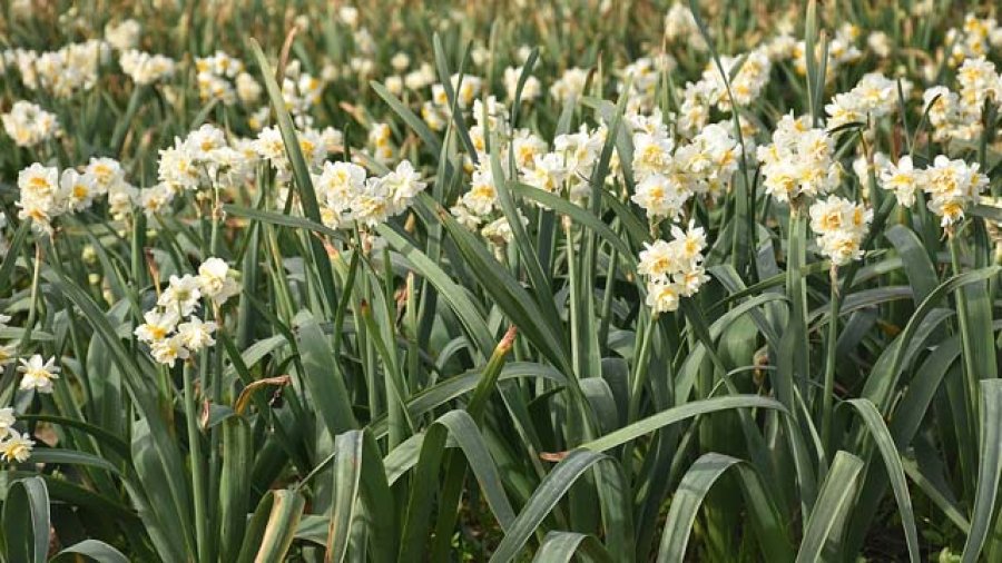 Nergis - Mezar Galeri