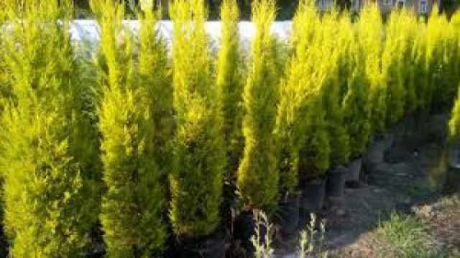 Selvi - Mezar Galeri